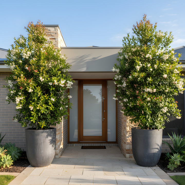 Syzygium Australe &