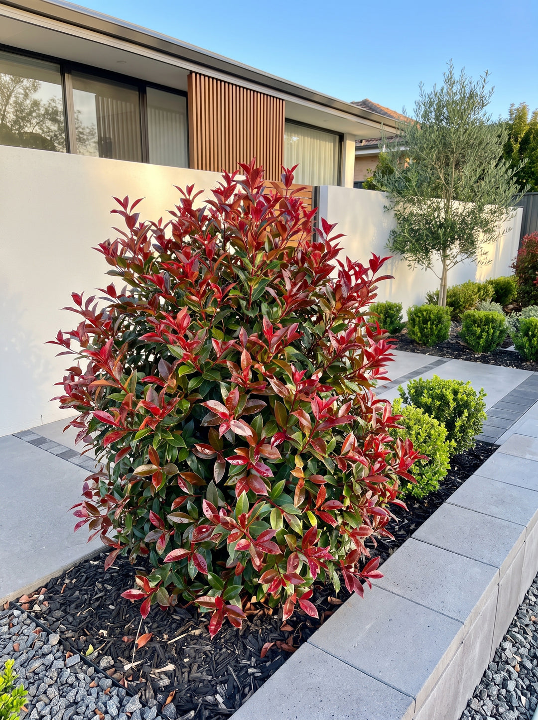 Syzygium australe 'Cheeky Little Red' lilly pilly with vivid red new growth in an Adelaide garden | Adelaide Plant Co