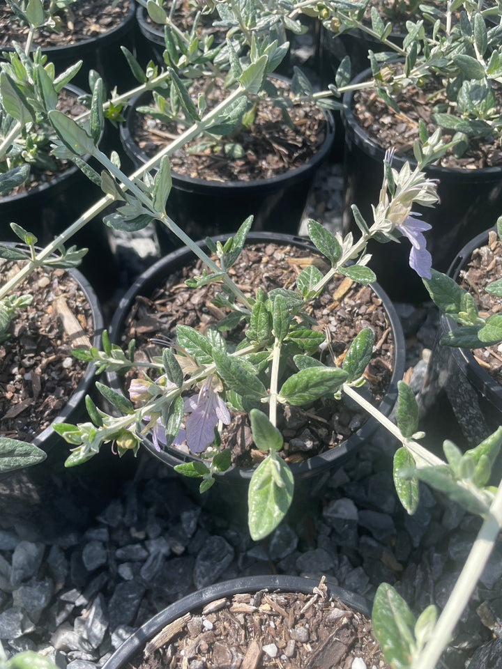Teucrium Fruticans 200mm Pot for sale Adelaide Plant Co
