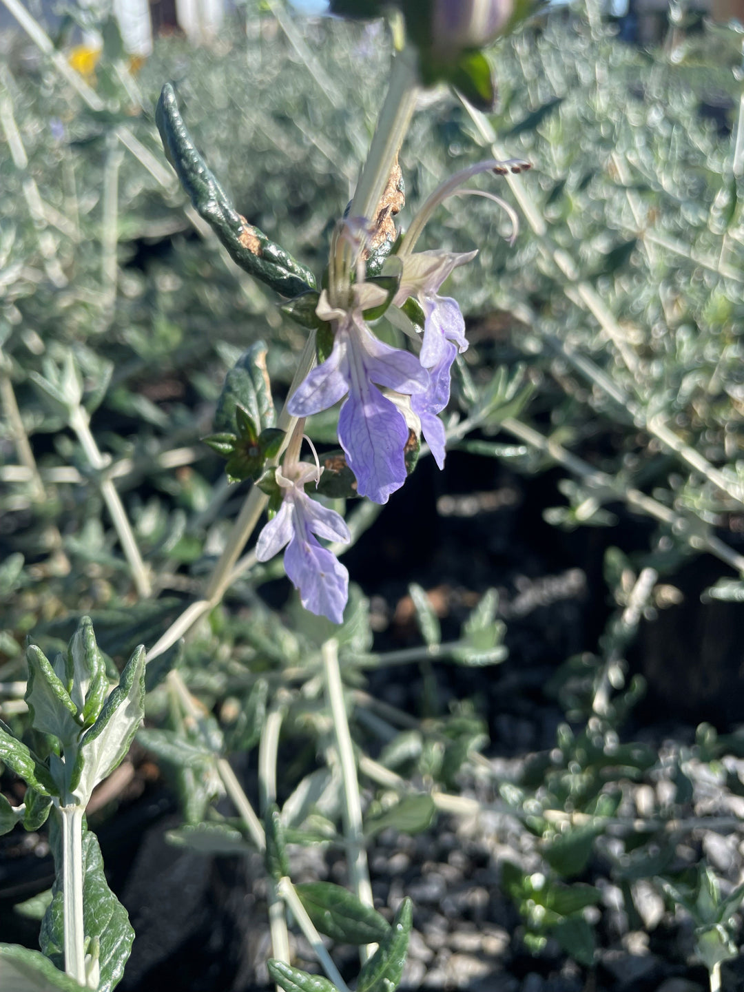 Teucrium Fruticans 140mm Pot for sale Adelaide Plant Co