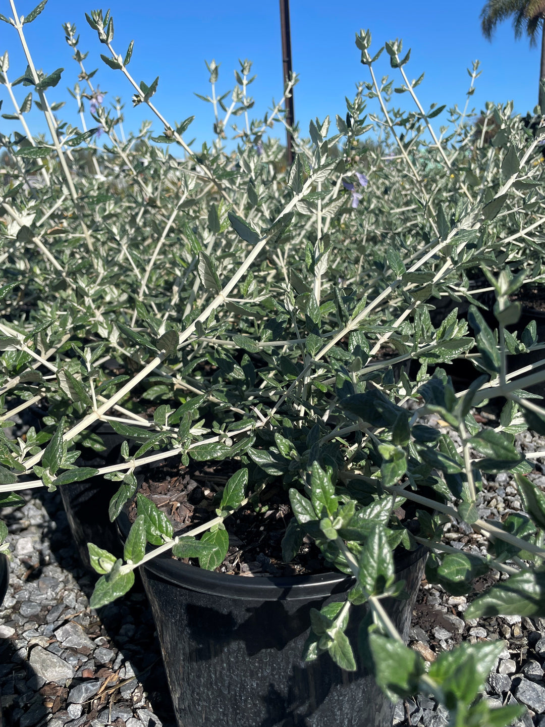 Teucrium Fruticans for sale Adelaide Plant Co