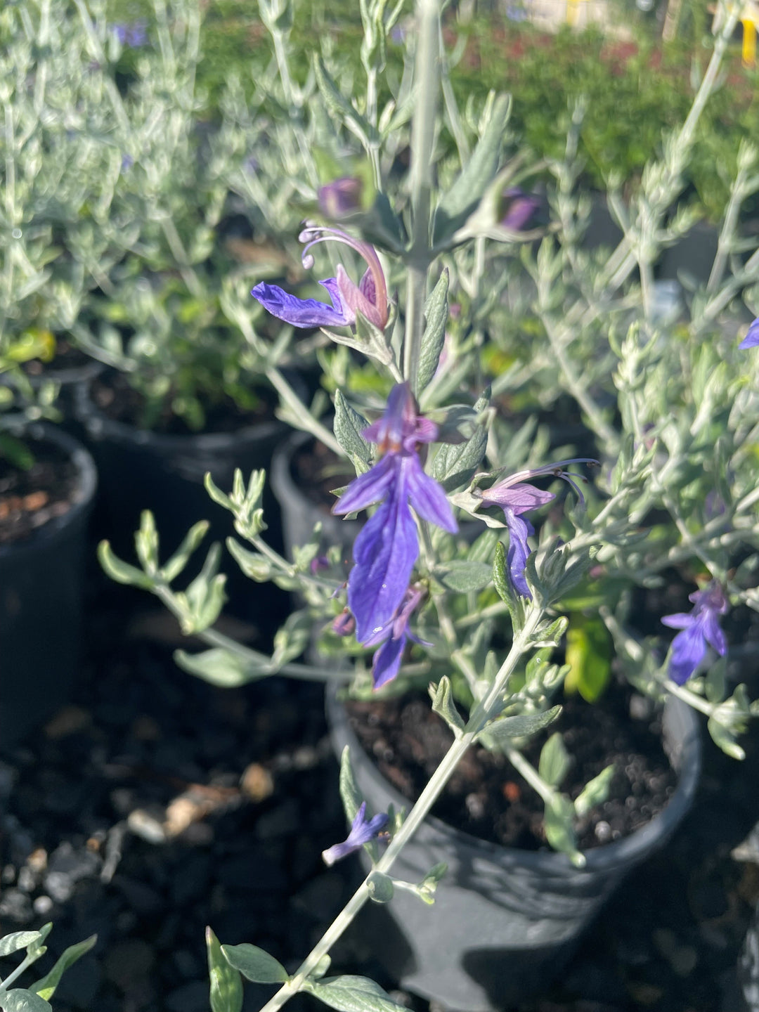 Teucrium fruticans 'Indigo Angel' 140mm Pot for sale Adelaide Plant Co