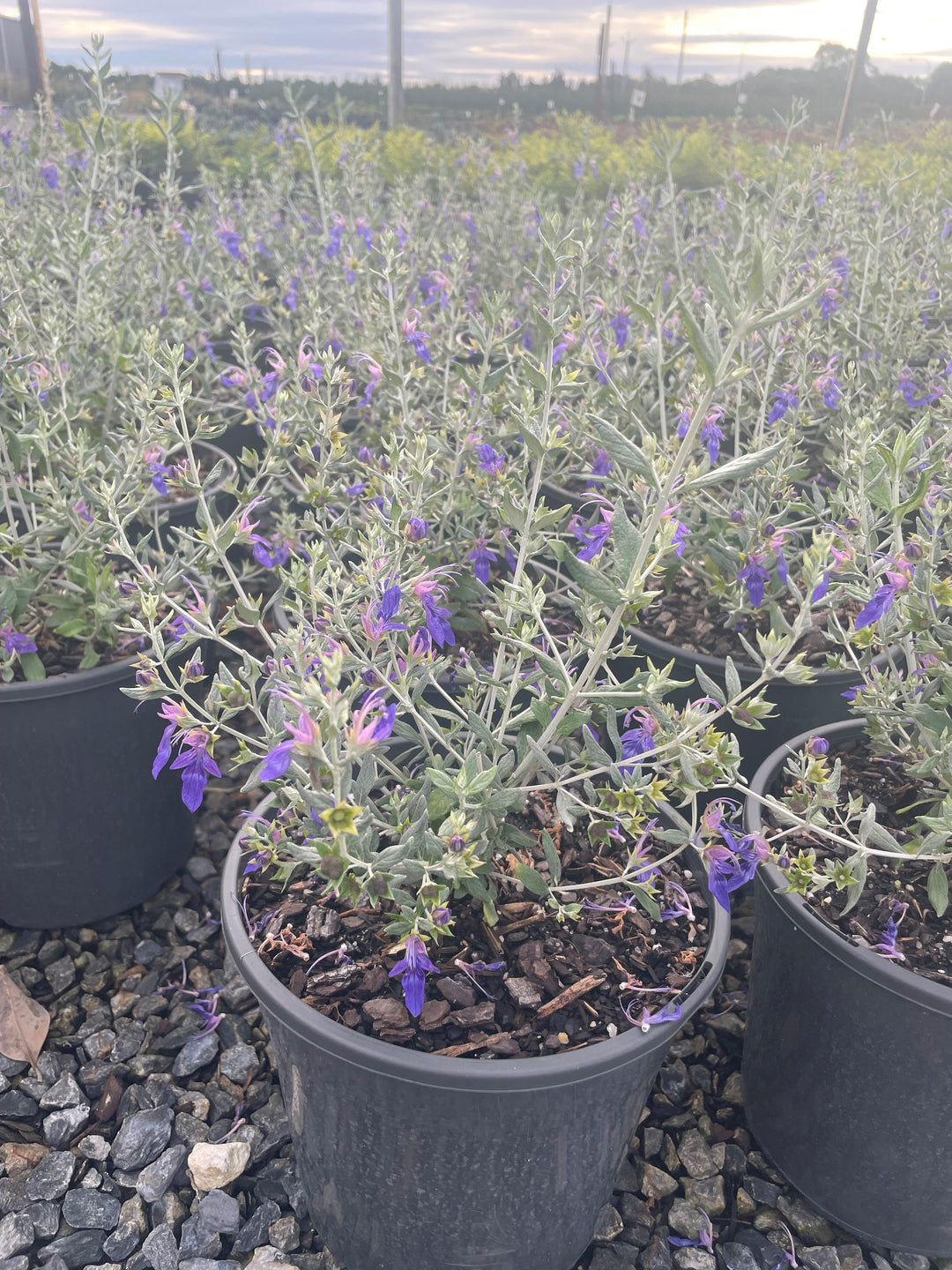 Teucrium fruticans &