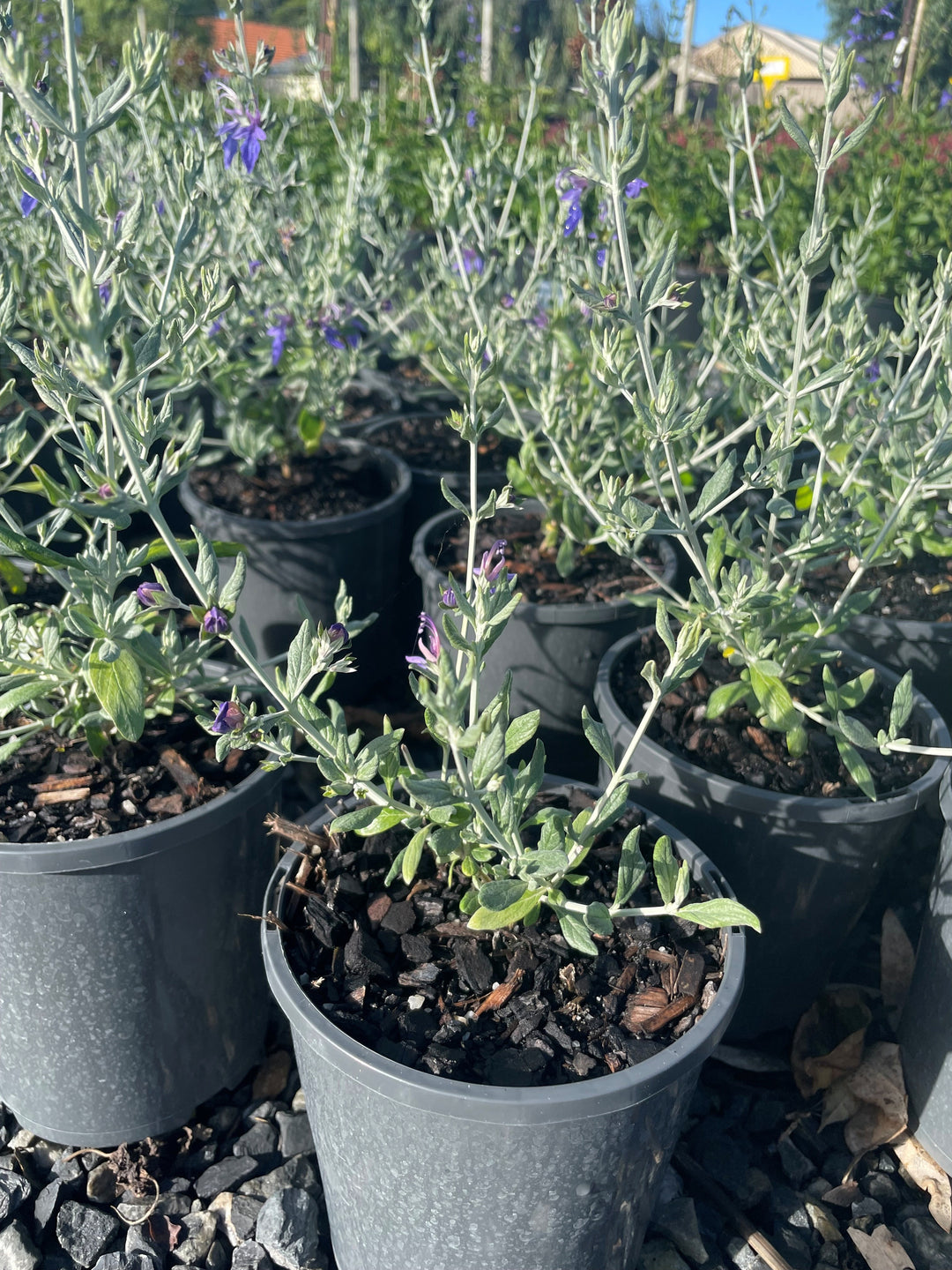Teucrium fruticans &