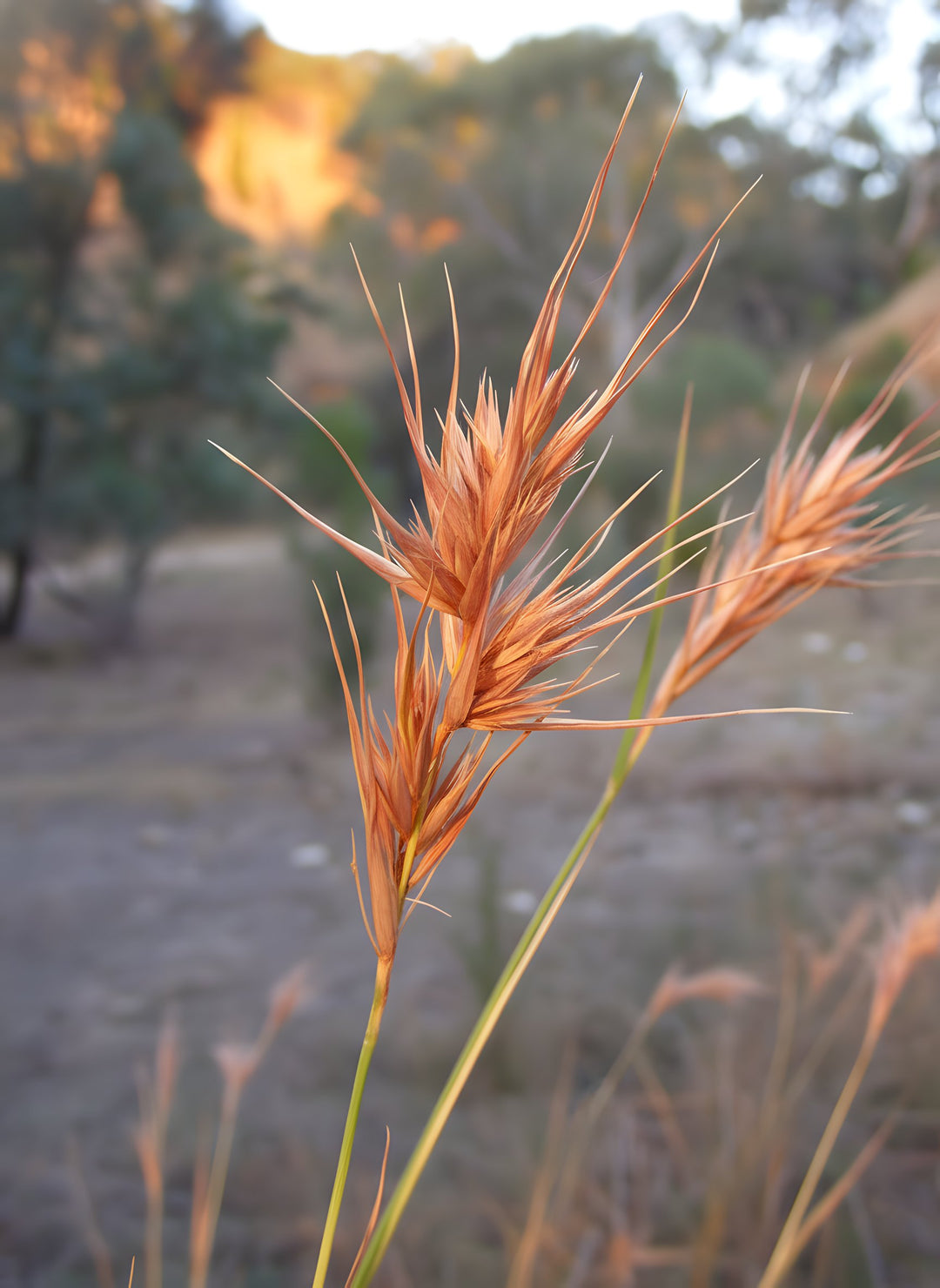 Themeda Triandra 140mm Pot for sale Adelaide Plant Co