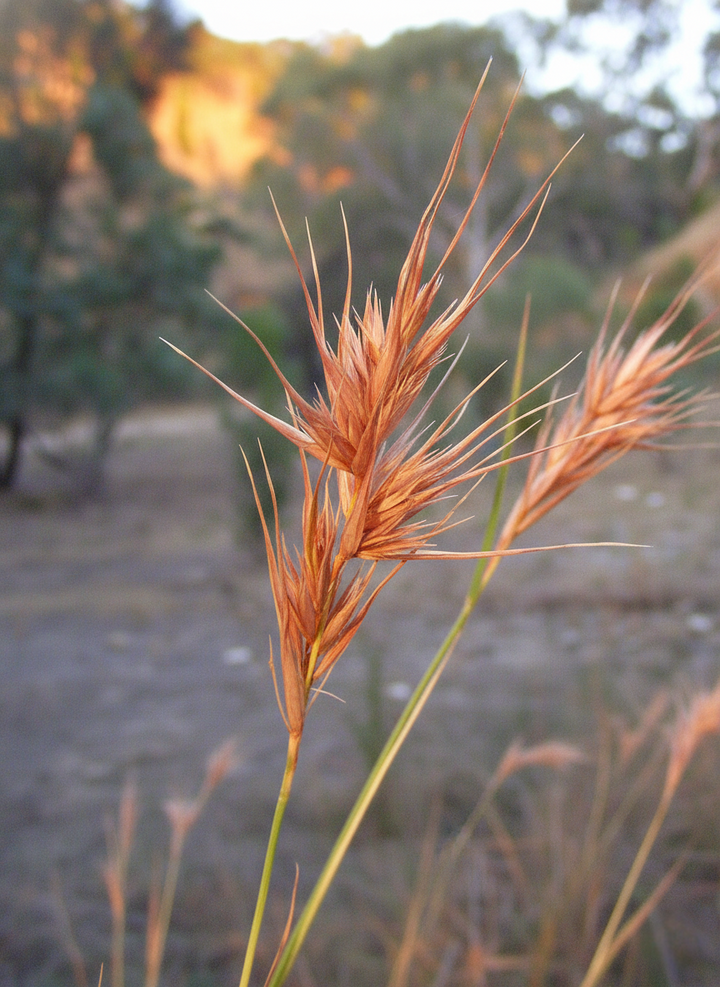 Themeda Triandra
