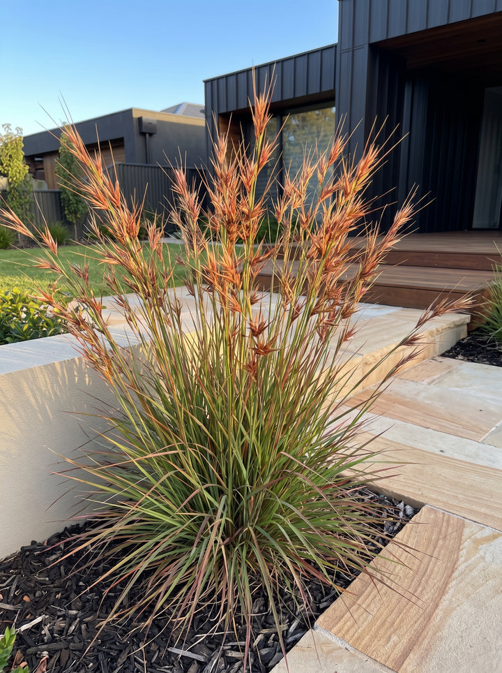 Themeda triandra kangaroo grass with rustic seed heads in a contemporary Adelaide garden | Adelaide Plant Co