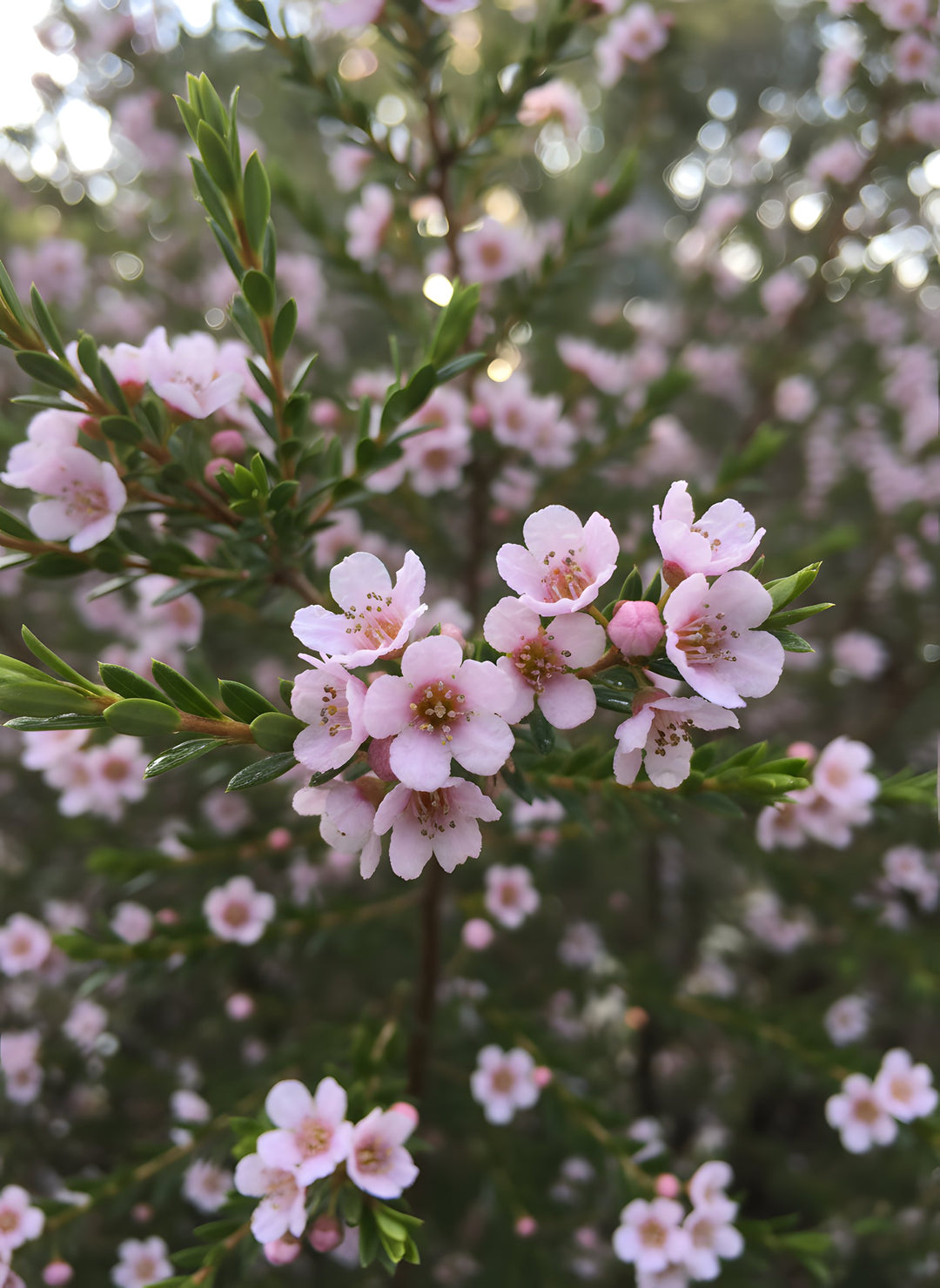 Thryptomene saxicola 'FC Payne' 140mm Pot for sale Adelaide Plant Co