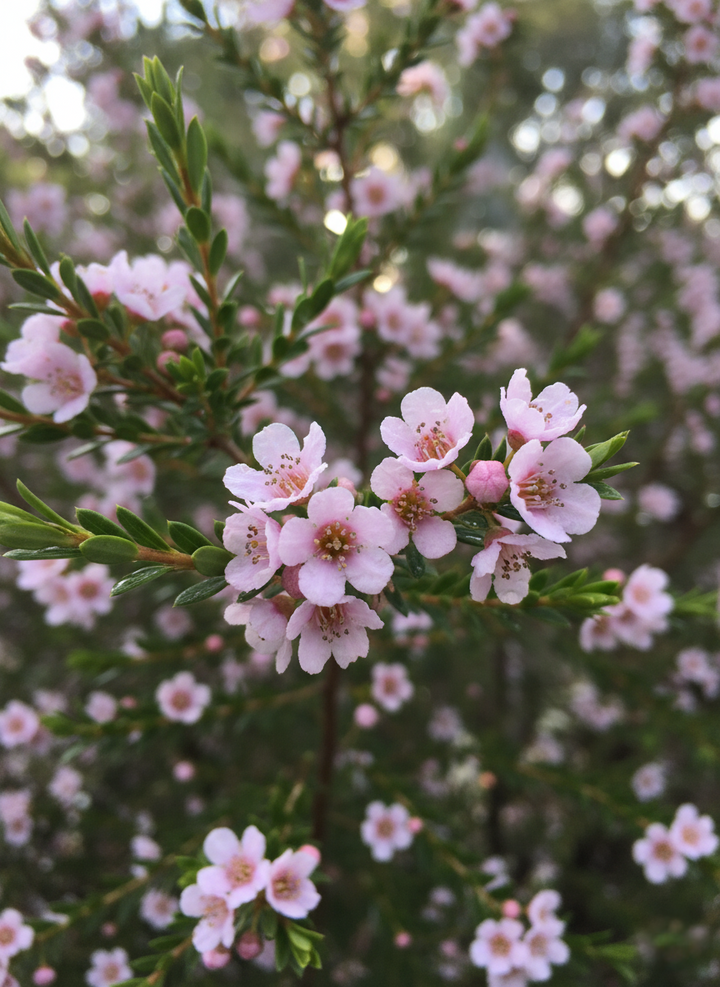 Thryptomene saxicola 'FC Payne'