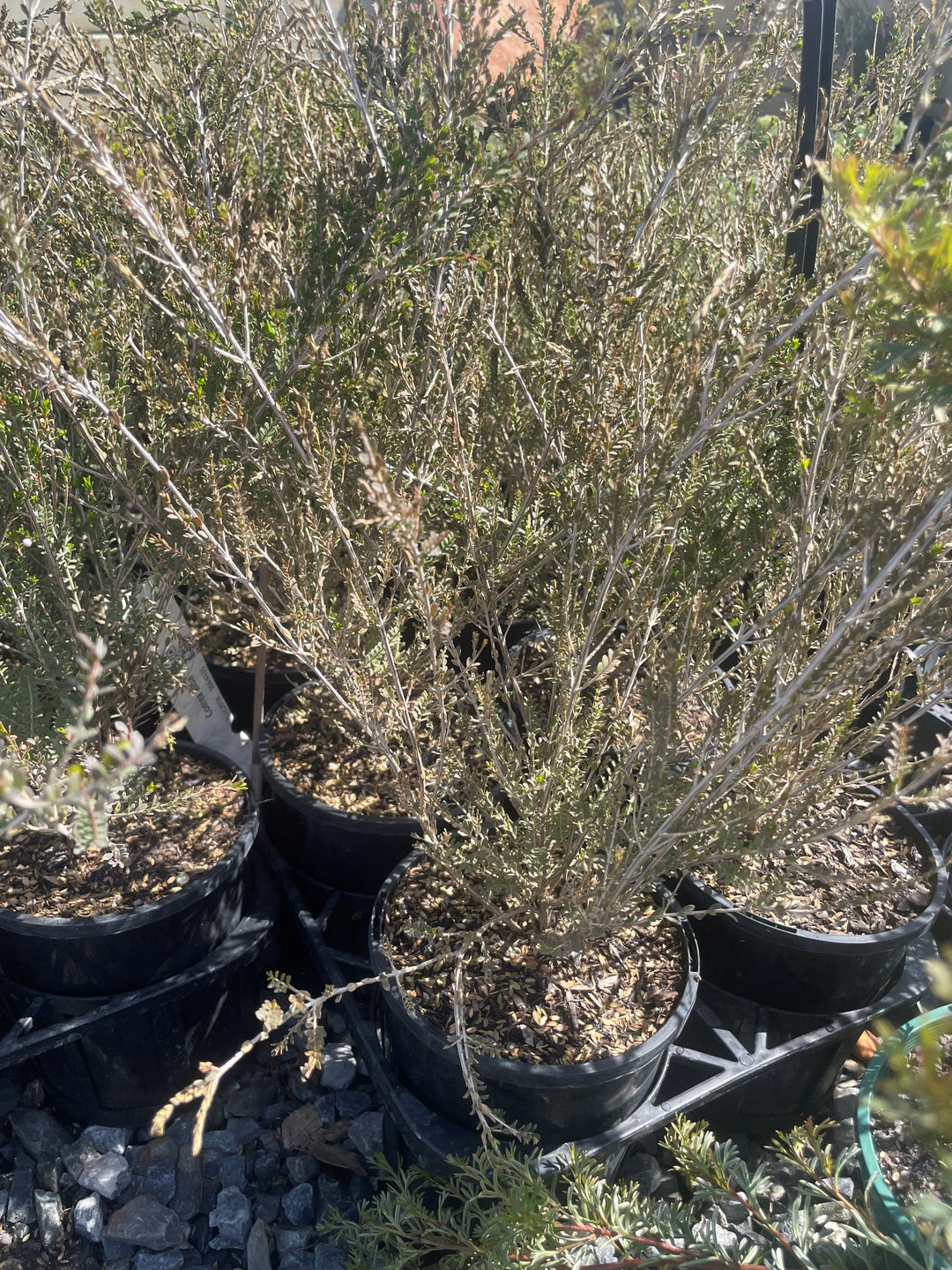 Thryptomene saxicola 'FC Payne'
