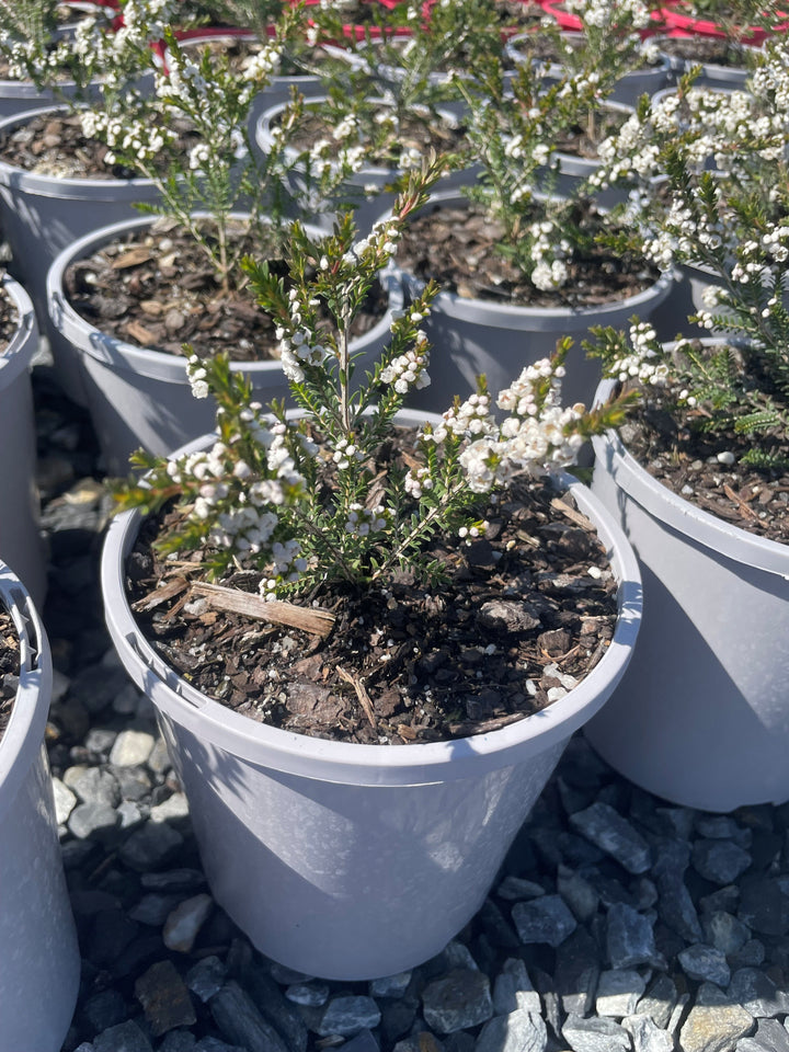 Thryptomene Saxicola &