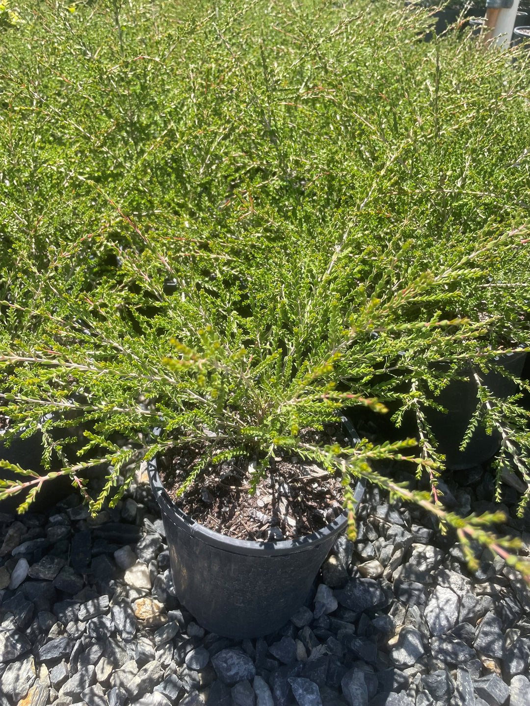 Thryptomene saxicola &