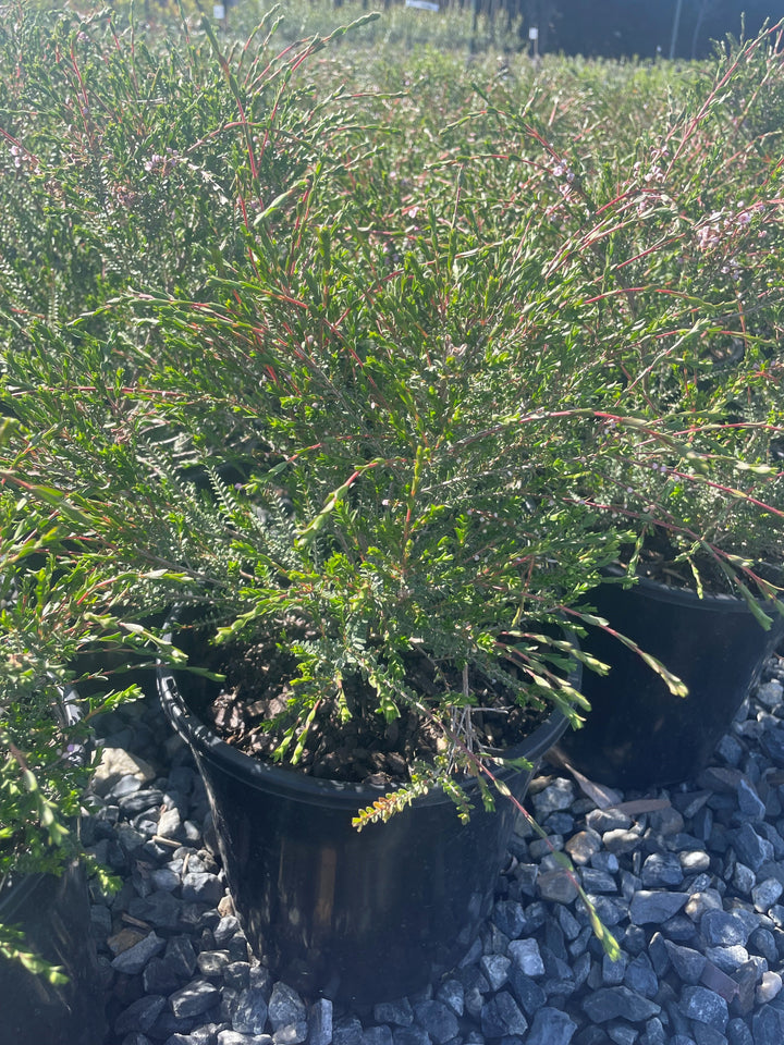 Thryptomene saxicola &