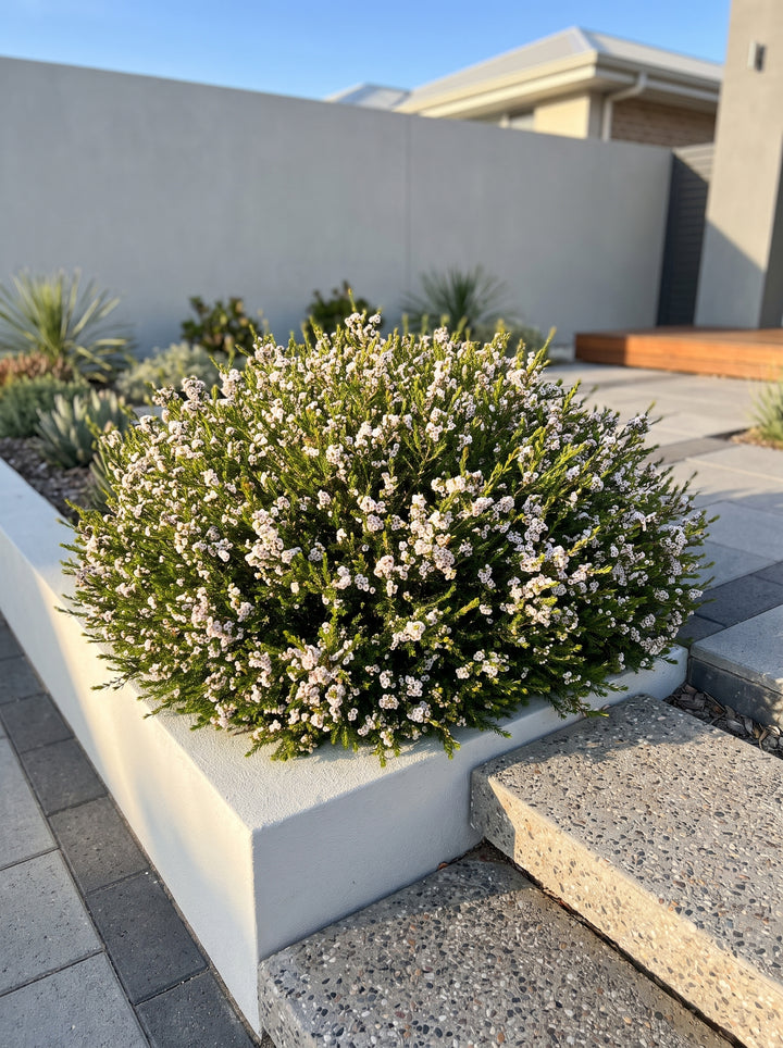 Thryptomene saxicola &