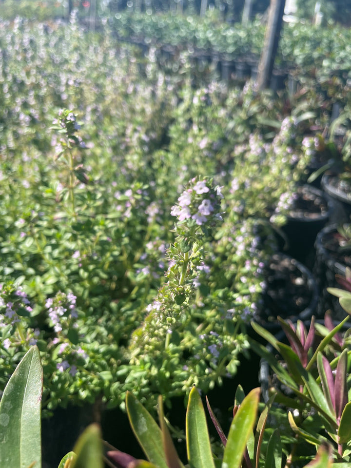Thymus citriodorus 140mm Pot for sale Adelaide Plant Co
