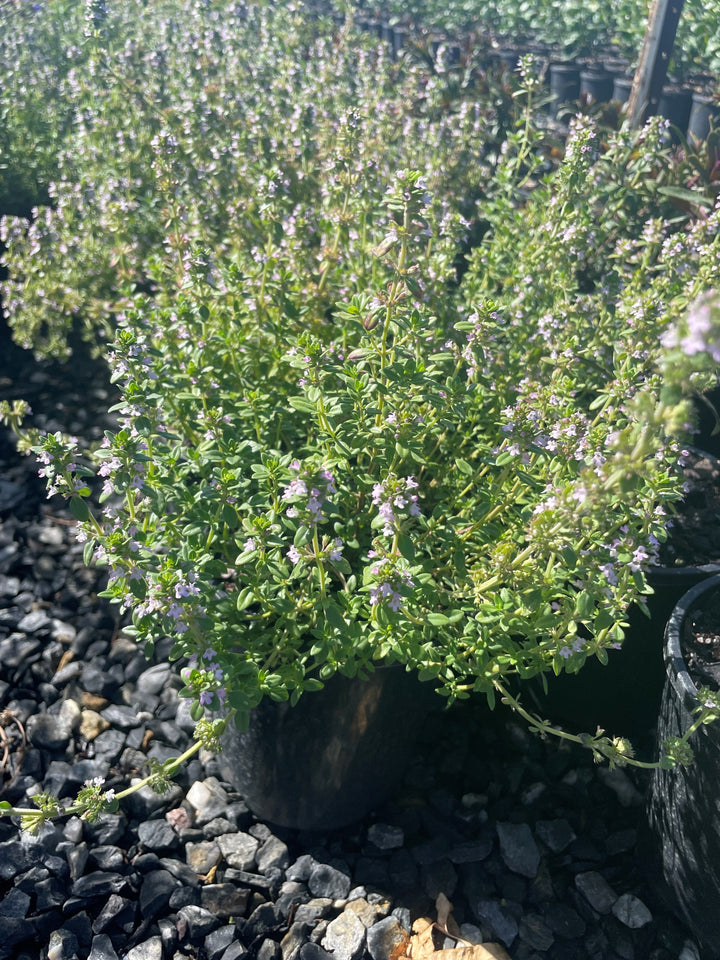 Thymus citriodorus for sale Adelaide Plant Co