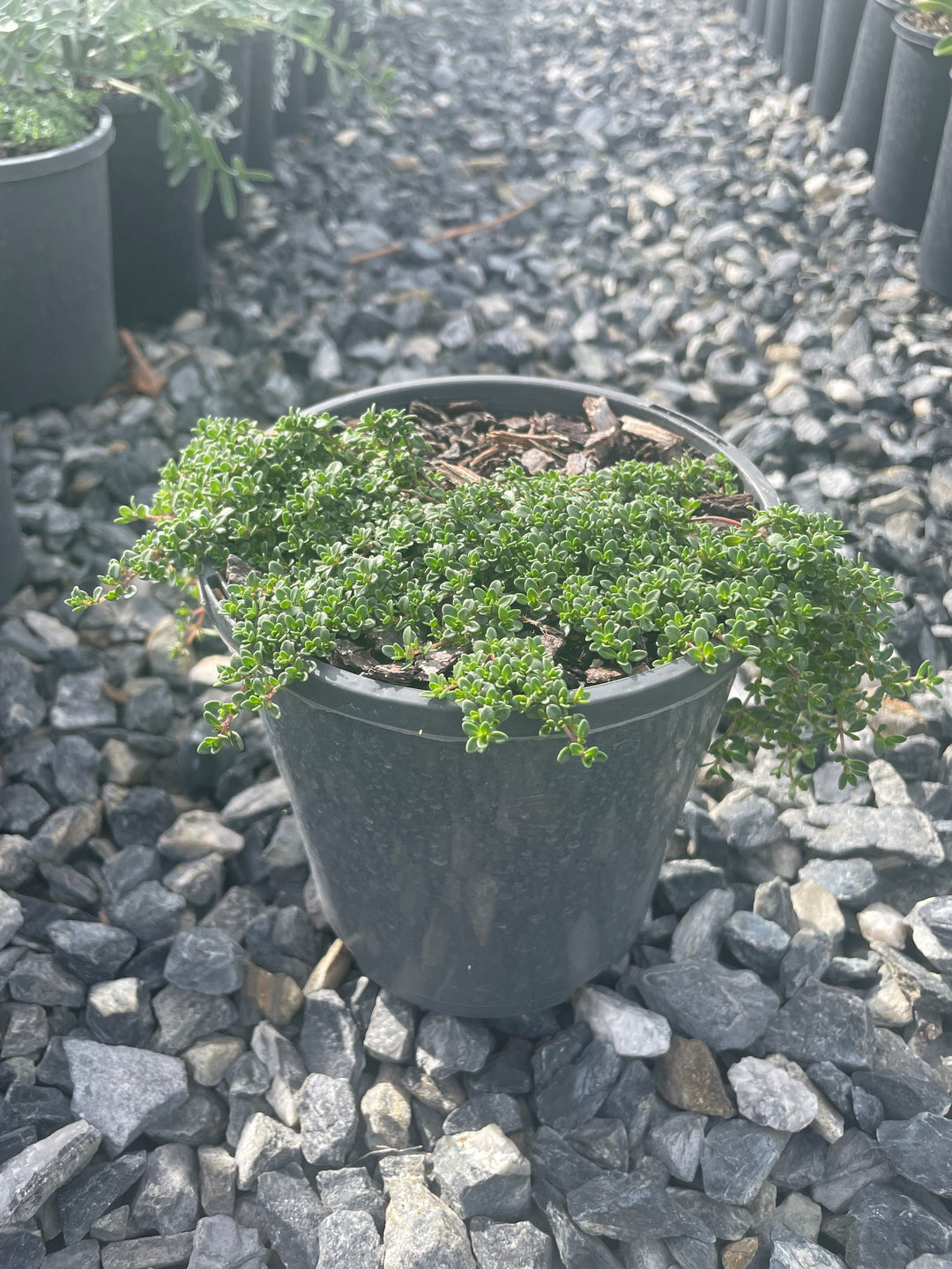 Thymus coccineus 140mm Pot for sale Adelaide Plant Co