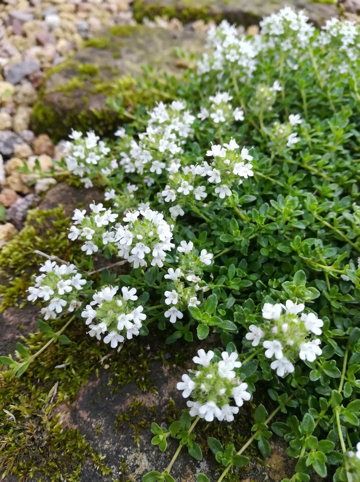 Thymus serpyllum Alba 140mm Pot for sale Adelaide Plant Co