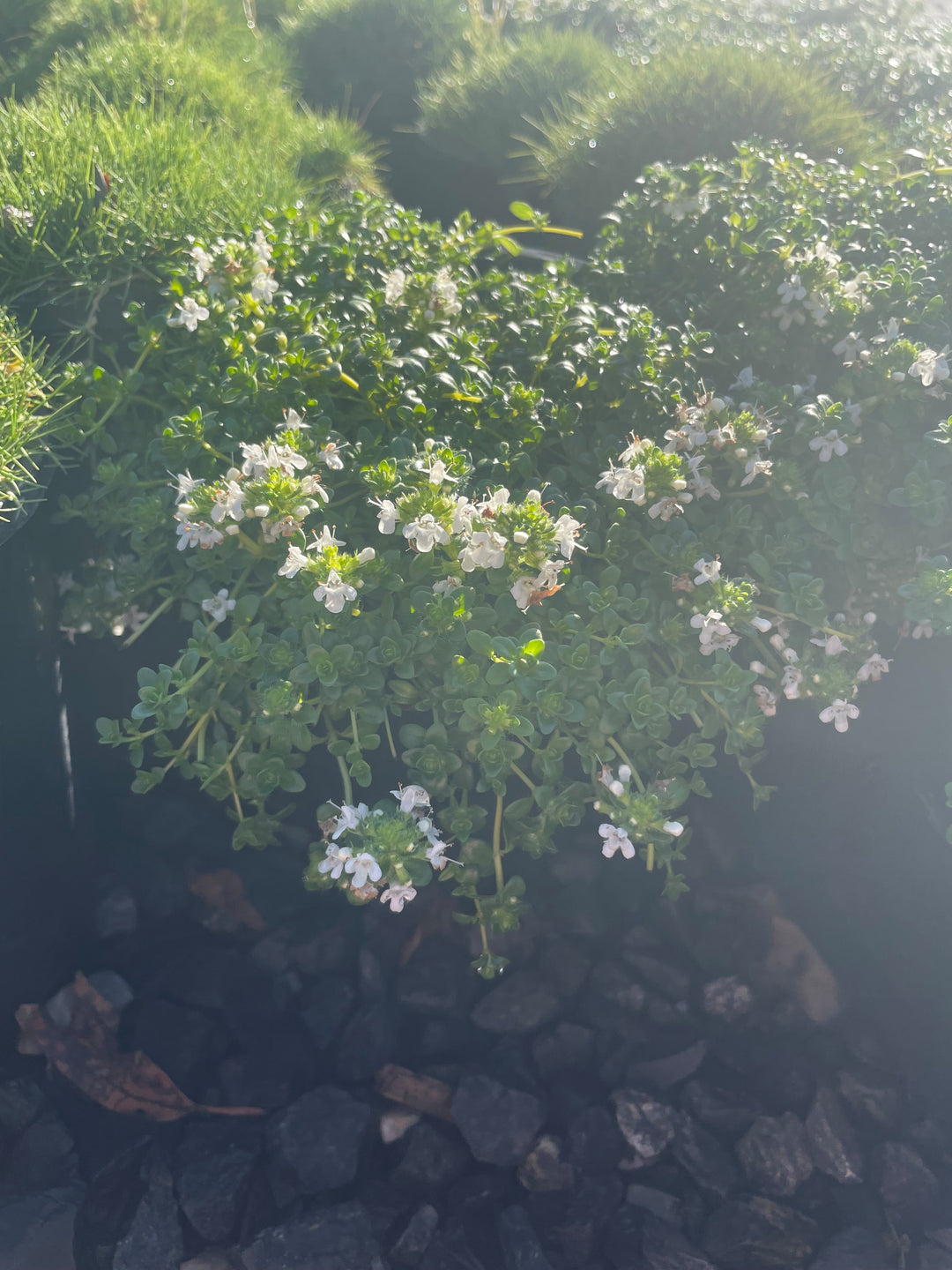 Thymus serpyllum Alba for sale Adelaide Plant Co
