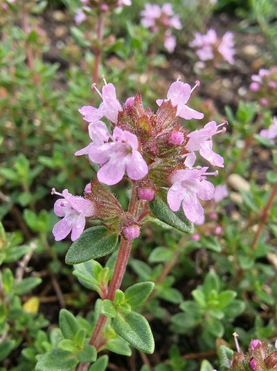 Thymus Vulgaris 140mm Pot for sale Adelaide Plant Co