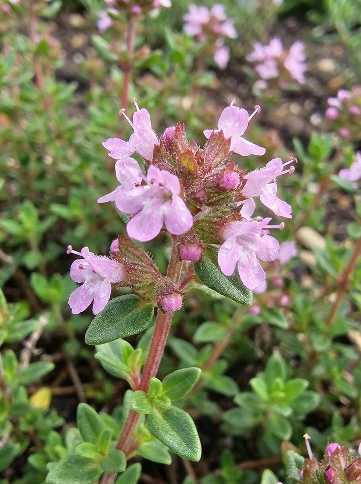 Thymus Vulgaris 140mm Pot for sale Adelaide Plant Co
