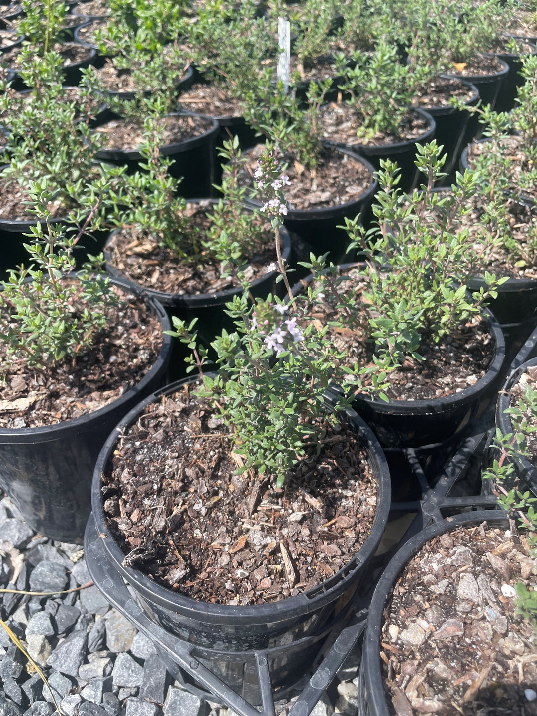 Thymus Vulgaris for sale Adelaide Plant Co
