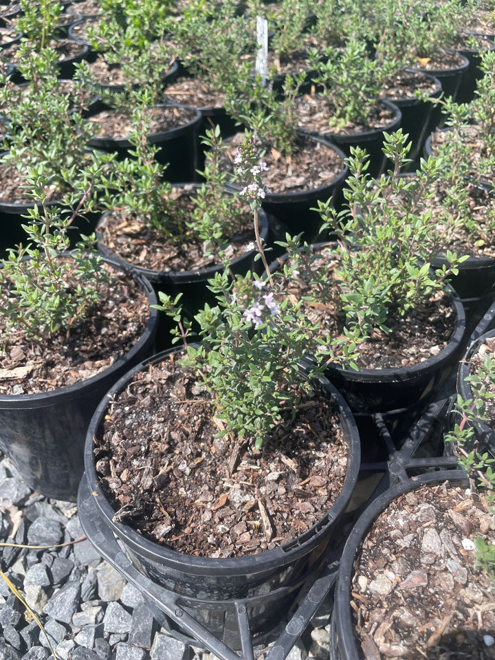 Thymus Vulgaris for sale Adelaide Plant Co