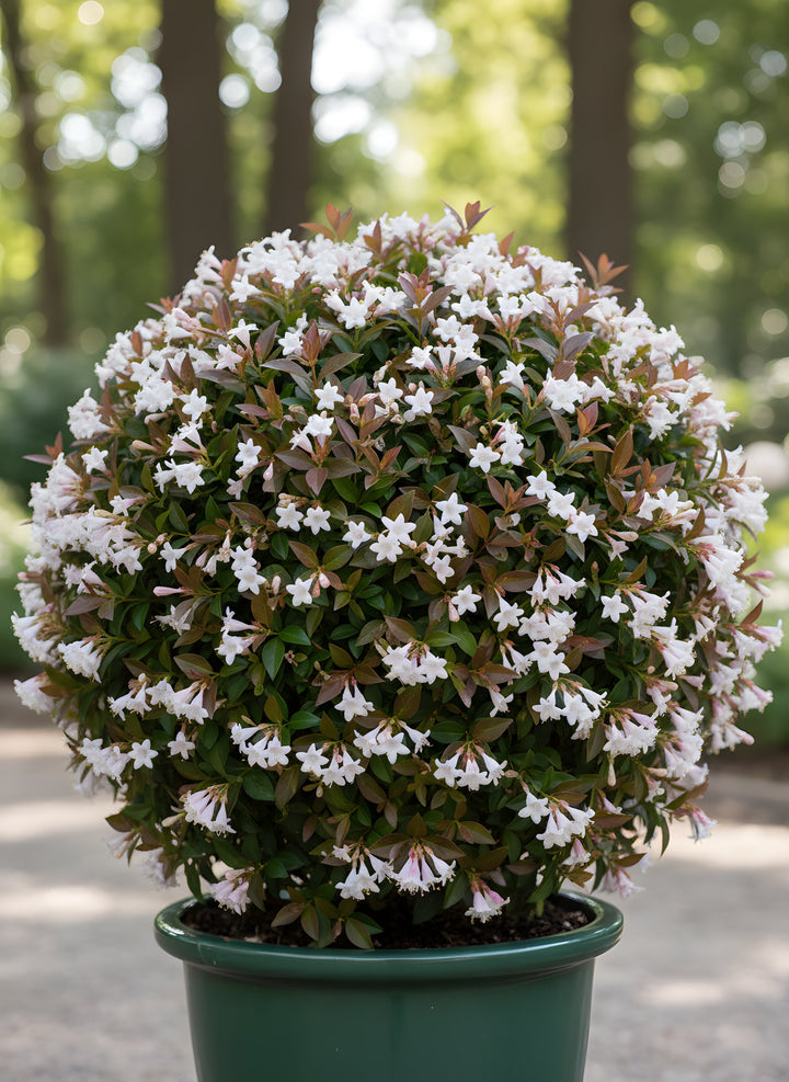 TOPIARY / Abelia Grandiflora Nana 300mm Pot for sale Adelaide Plant Co