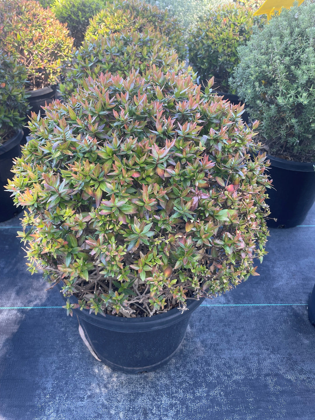 TOPIARY / Abelia Grandiflora Nana