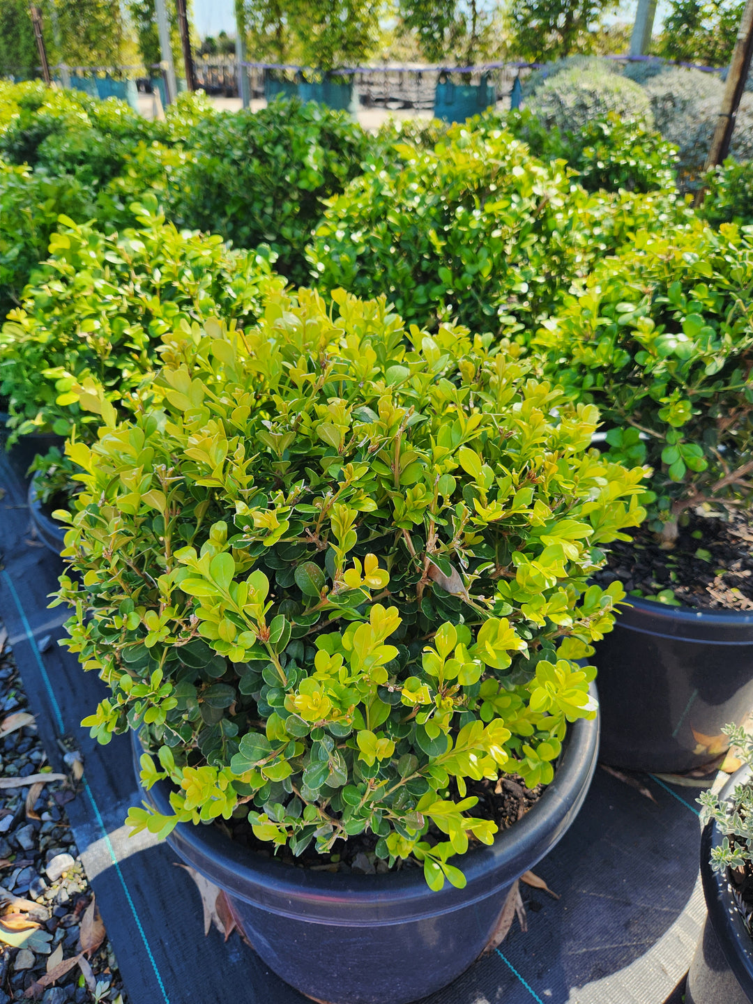 TOPIARY / Buxus microphylla var. Japonica (Sphere)