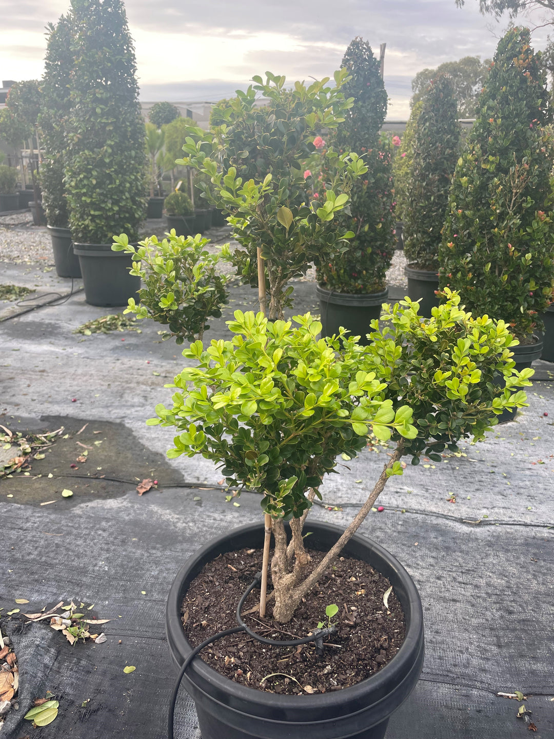 TOPIARY / Buxus microphylla var. Japonica (Clouds) 400mm Pot for sale Adelaide Plant Co