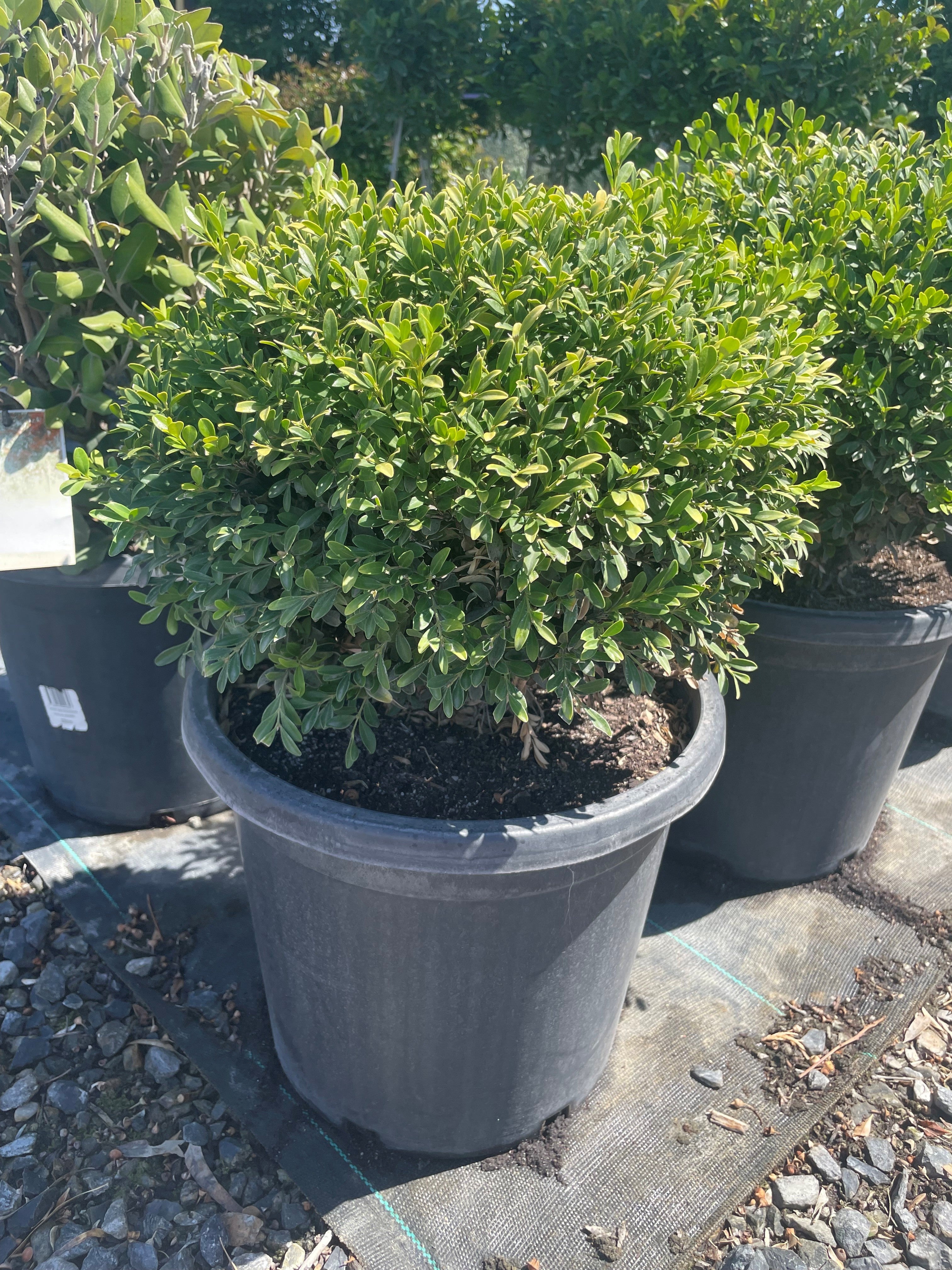 Topiary Korean Box (Sphere) | Adelaide Plant Co