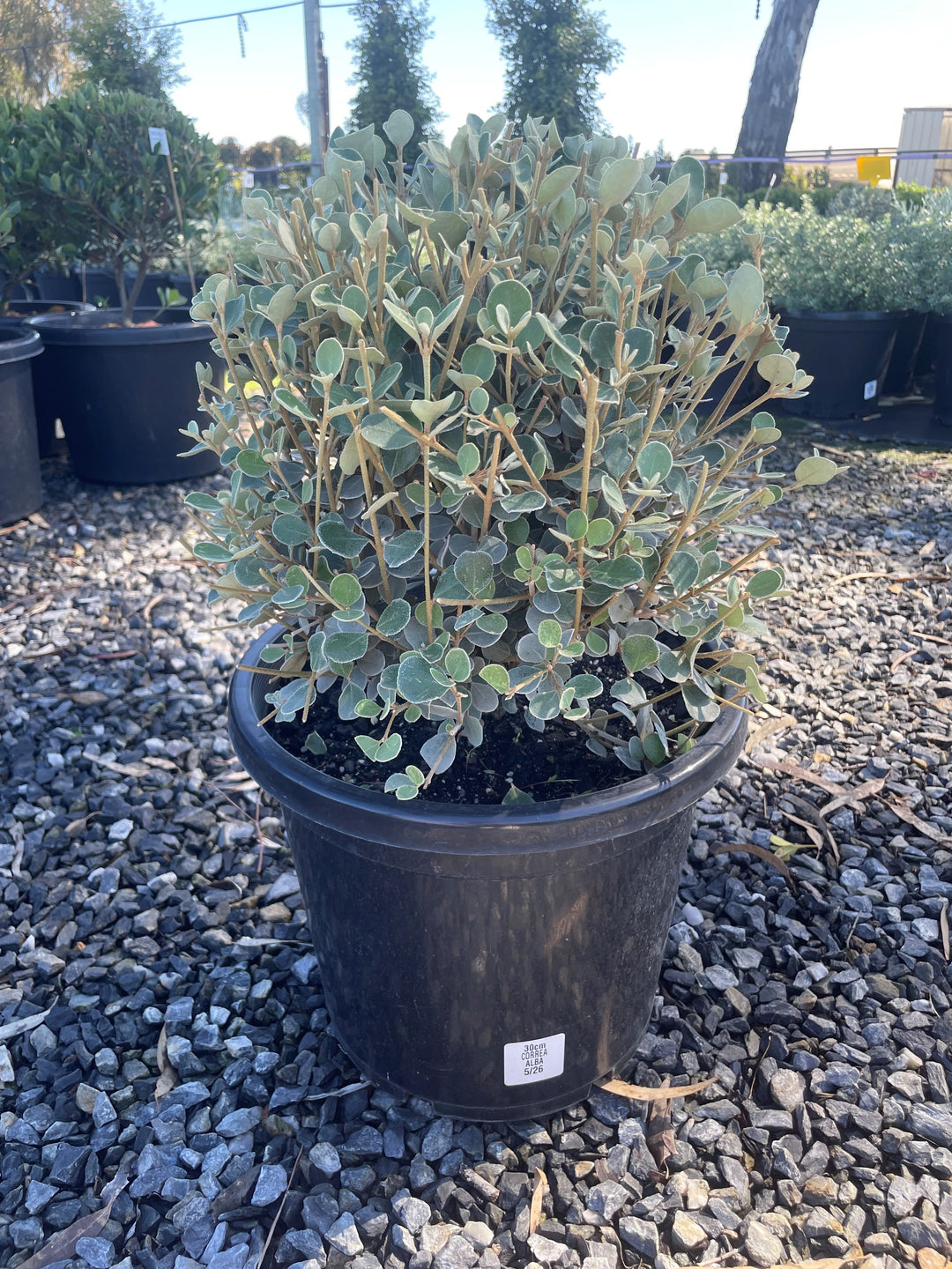 TOPIARY / Correa alba (Sphere) 300mm Pot for sale Adelaide Plant Co