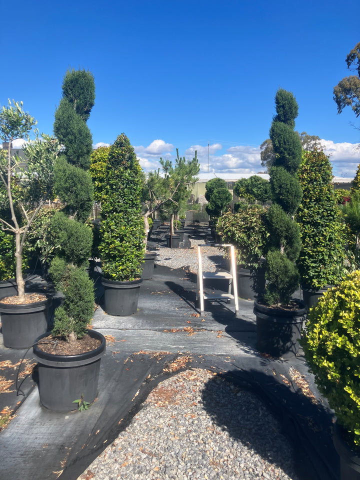 TOPIARY / Cupressus glauca (Spiral) 500mm Pot for sale Adelaide Plant Co