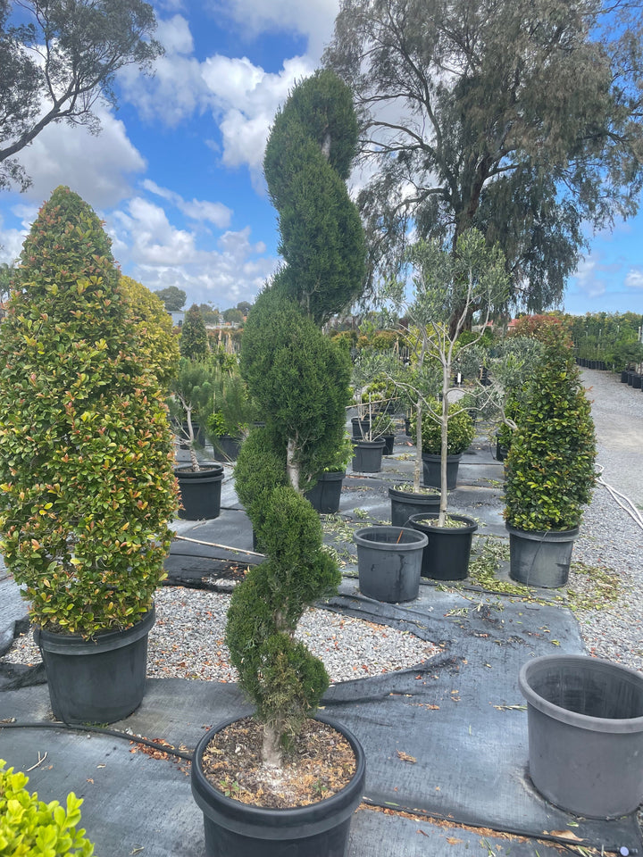 TOPIARY / Cupressus glauca (Spiral) 500mm Pot for sale Adelaide Plant Co
