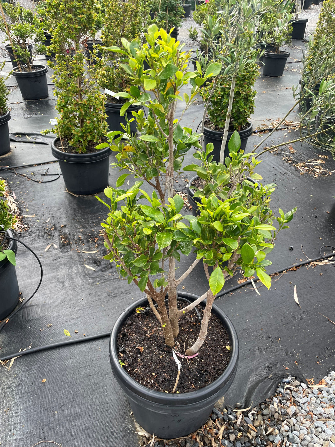TOPIARY / Ficus microcarpa hillii &