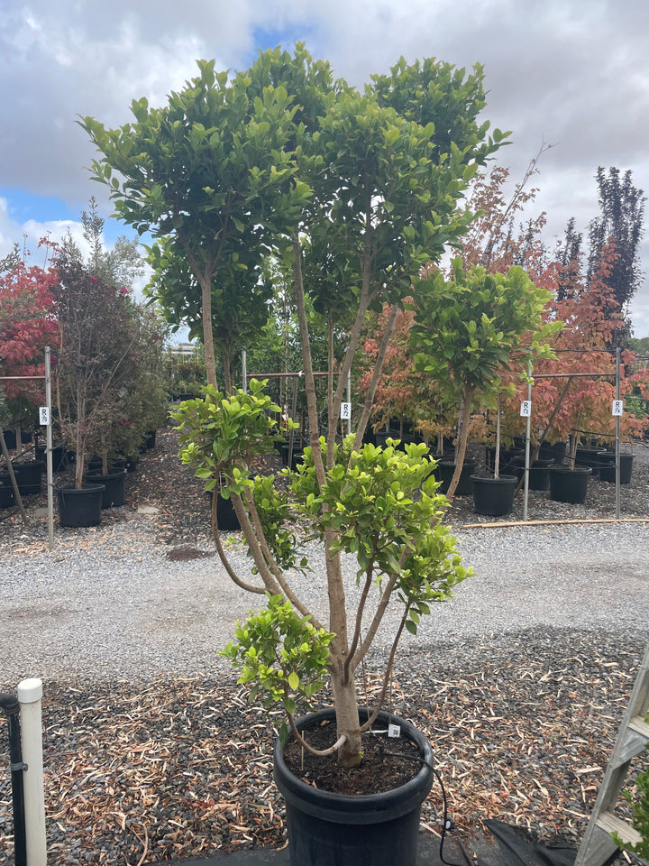 TOPIARY / Ficus microcarpa hillii &