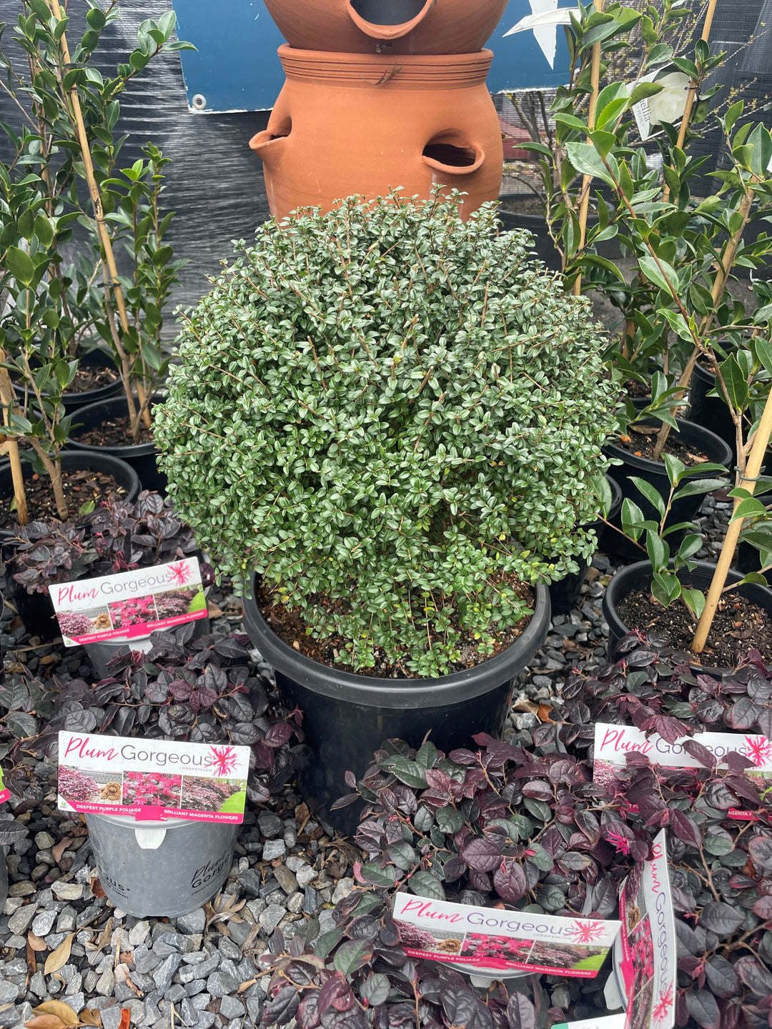 TOPIARY / Lonicera nitida (Sphere) 300mm Pot for sale Adelaide Plant Co