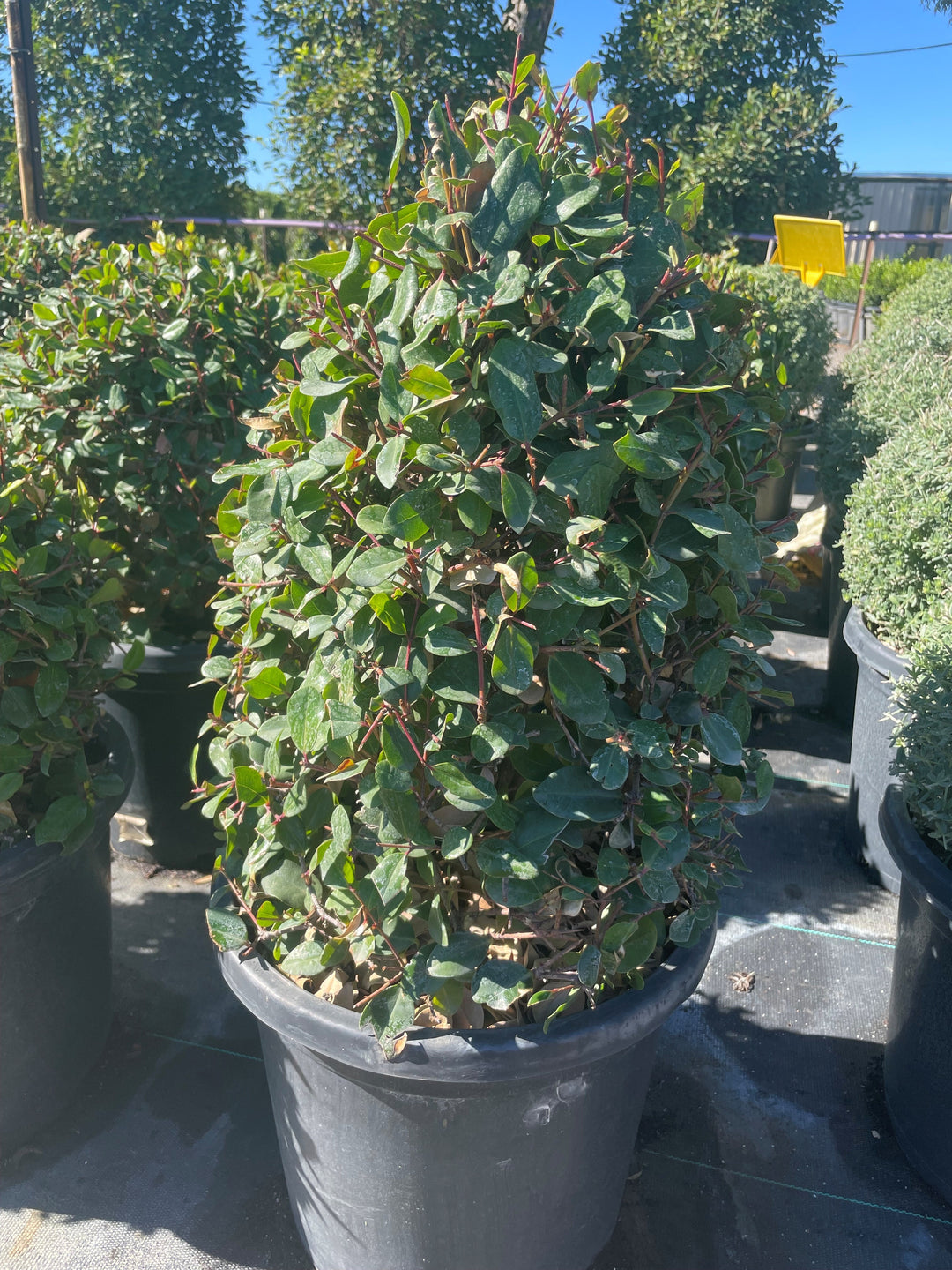 TOPIARY / Metrosideros excelsa &