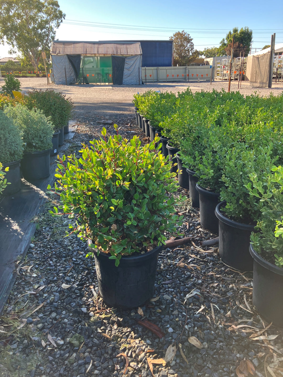 TOPIARY / Metrosideros excelsa &