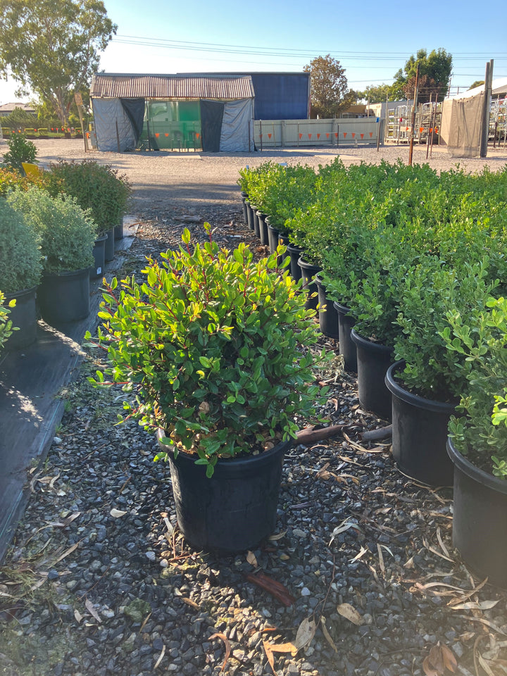 TOPIARY / Metrosideros excelsa &