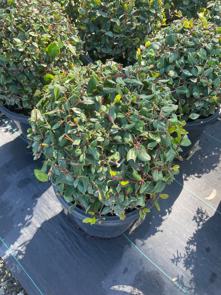 TOPIARY / Metrosideros excelsa 'Mini Christmas' (Sphere)