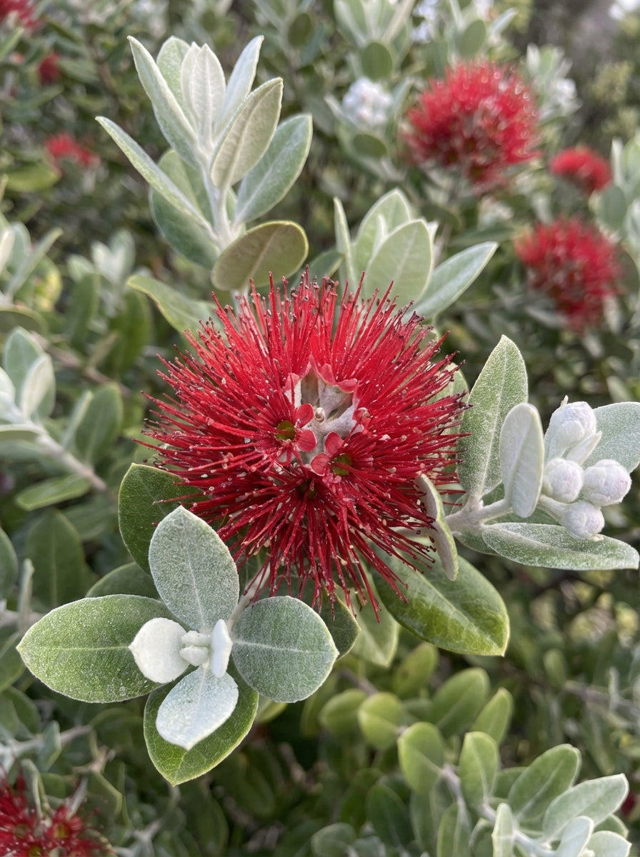 TOPIARY / Metrosideros excelsa (Sphere) for sale Adelaide Plant Co