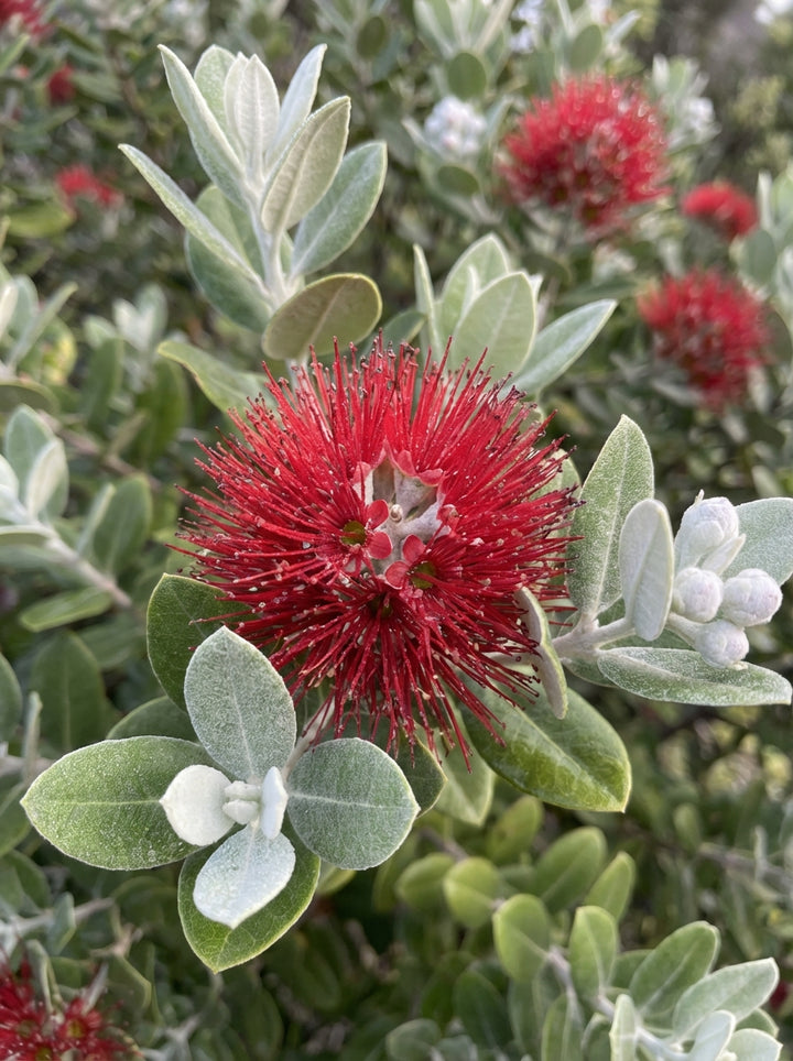 TOPIARY / Metrosideros excelsa (Sphere) for sale Adelaide Plant Co