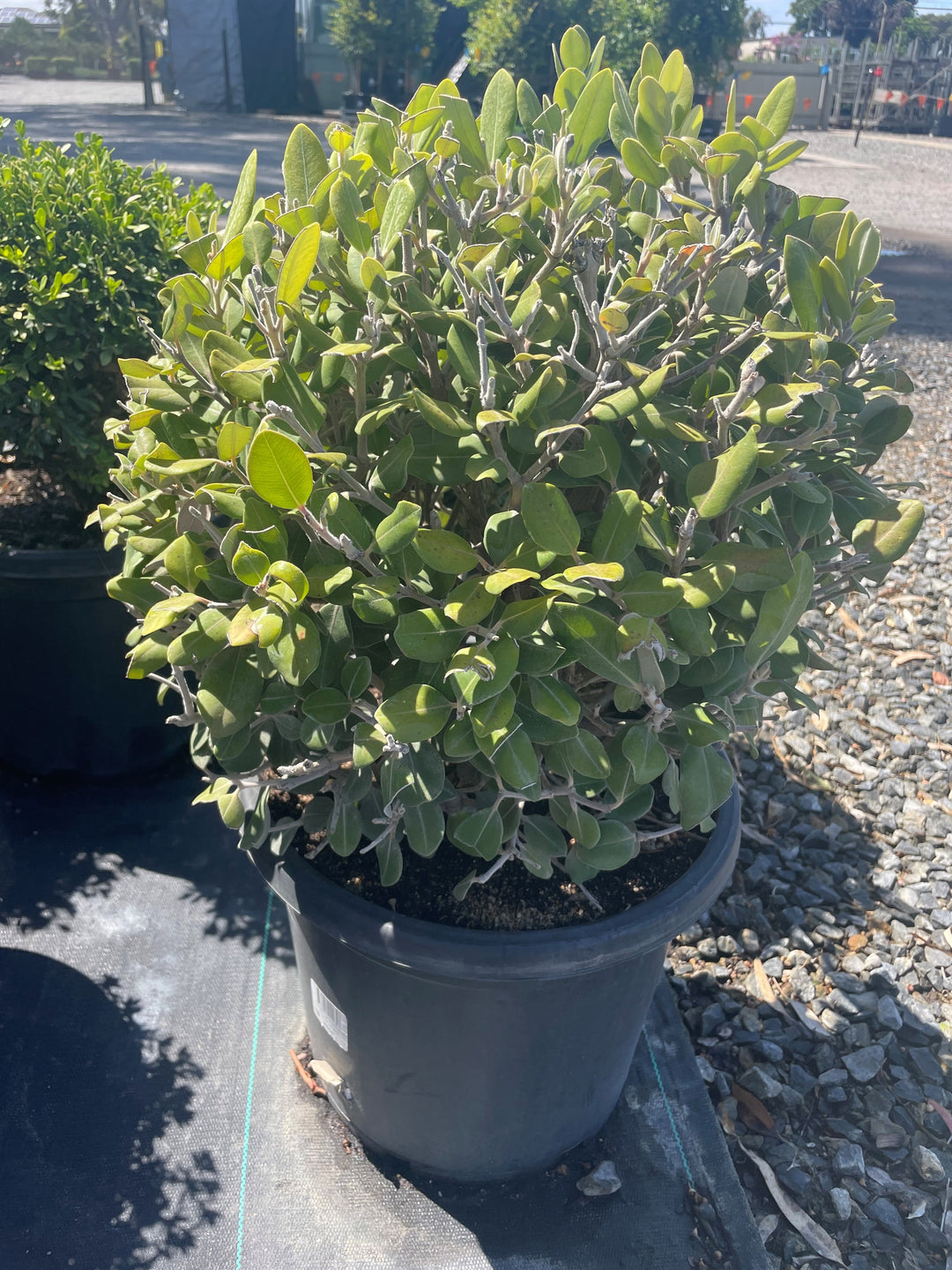 TOPIARY / Metrosideros excelsa (Sphere) 300mm Pot for sale Adelaide Plant Co
