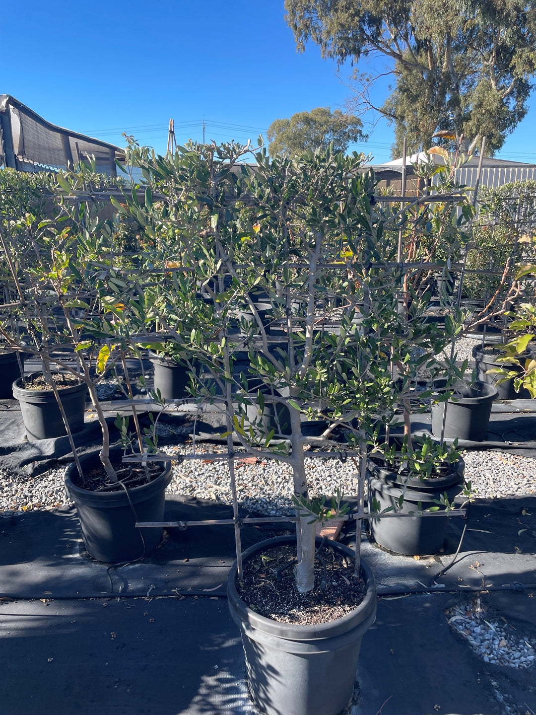 TOPIARY / OLIVE / Olea Assorted (Espalier) 400mm Pot for sale Adelaide Plant Co