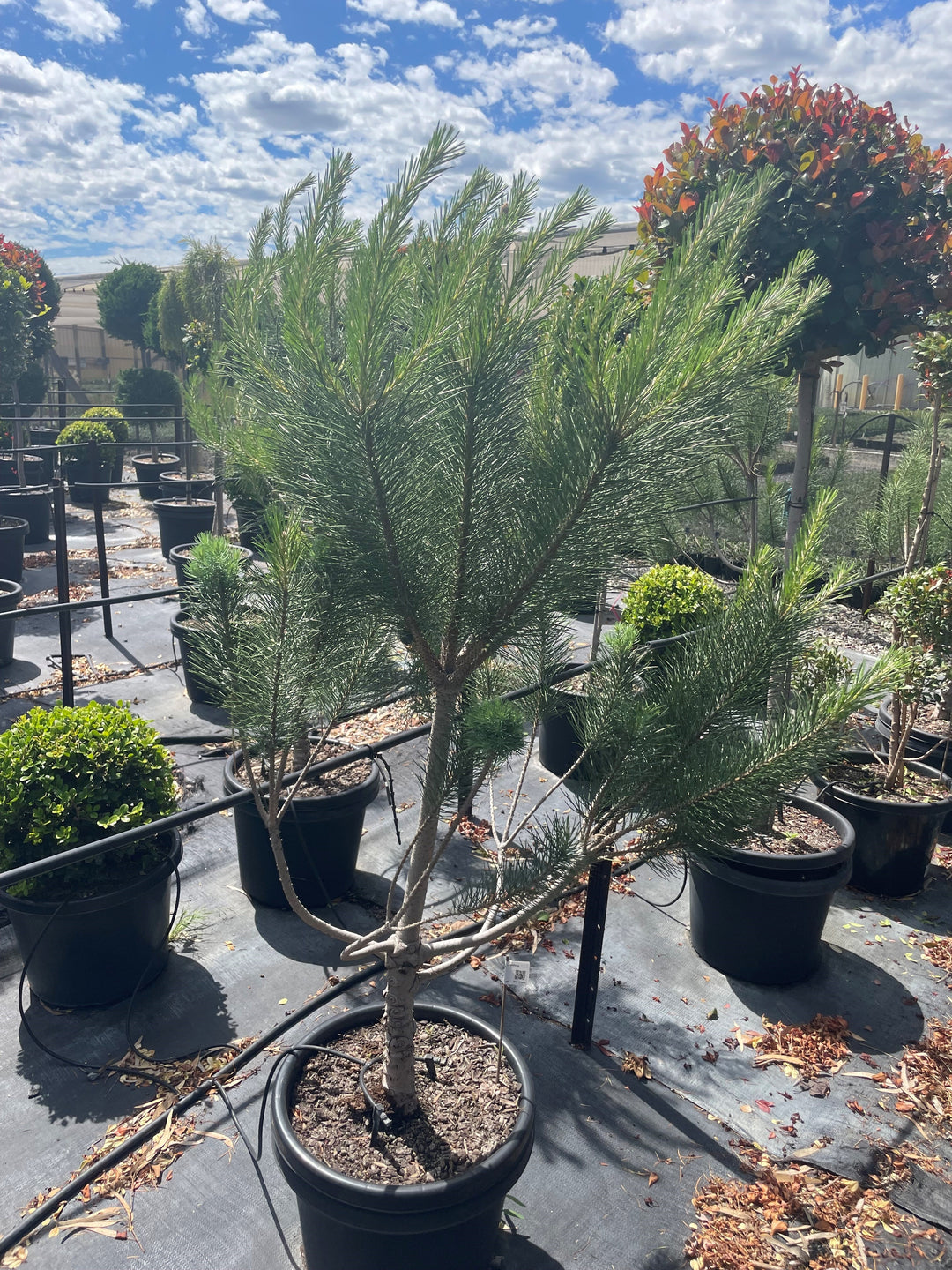 TOPIARY / Pinus thunbergii 400mm Pot for sale Adelaide Plant Co