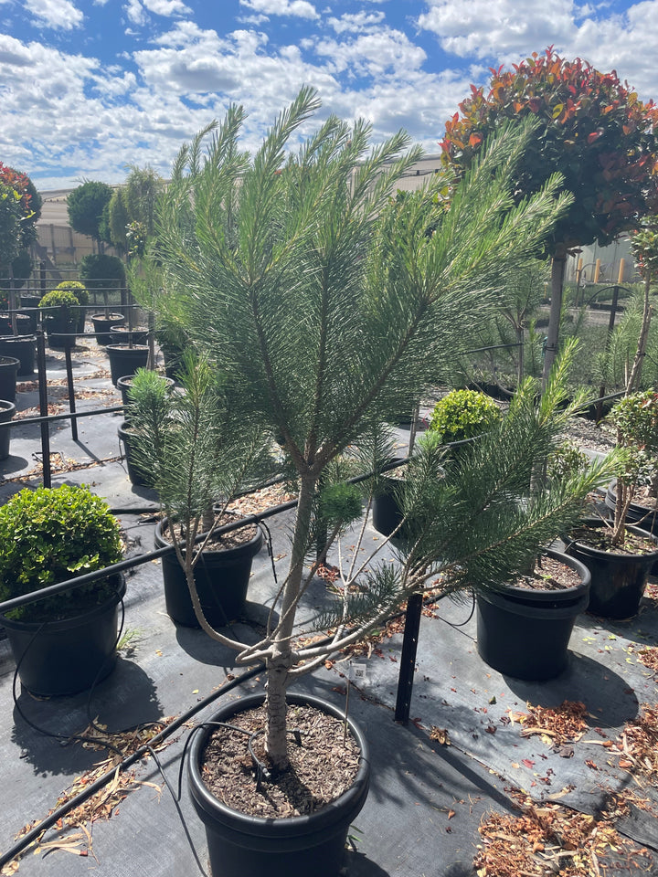 TOPIARY / Pinus thunbergii 400mm Pot for sale Adelaide Plant Co