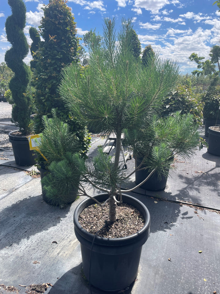 TOPIARY / Pinus thunbergii 500mm Pot for sale Adelaide Plant Co