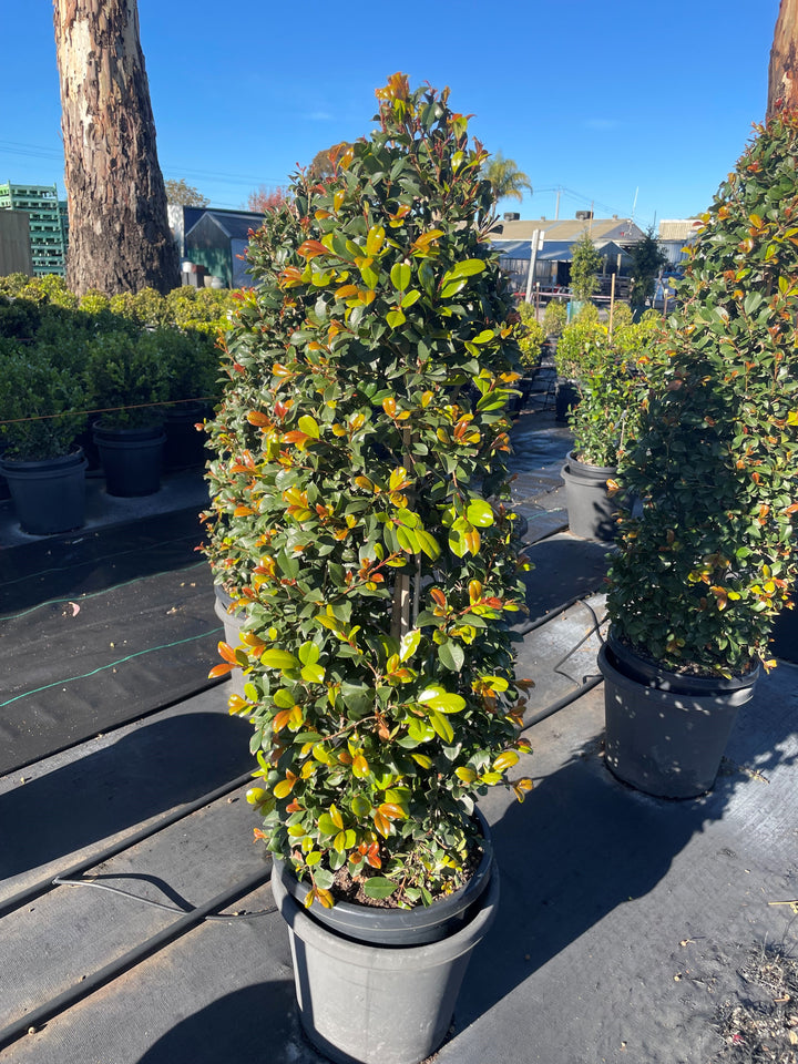 TOPIARY / Syzygium australe &
